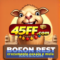 cruzamento cavalo e mula